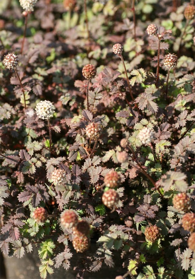 Stachelnüsschen 'Kupferteppich'