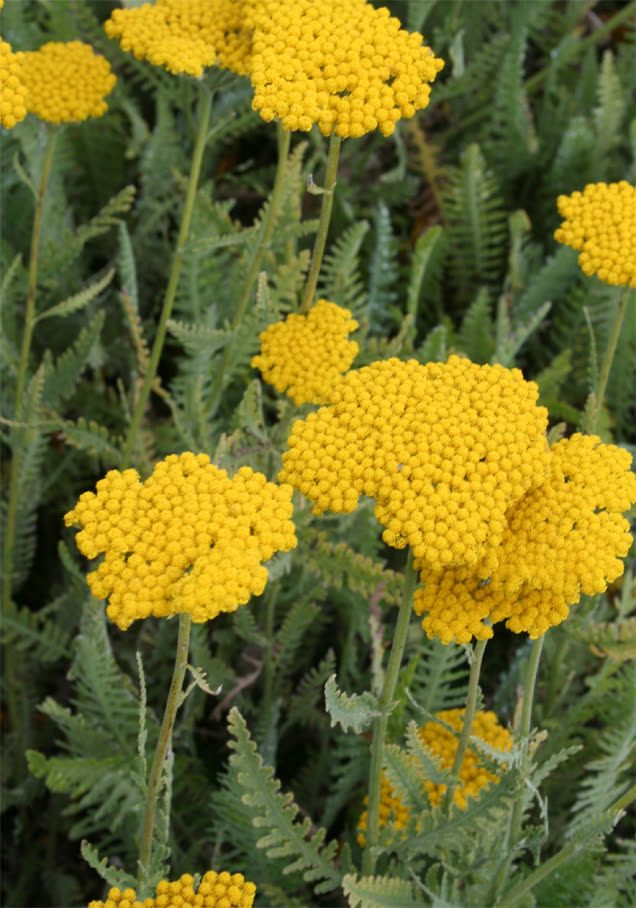 Goldgarbe 'Cloth of Gold'