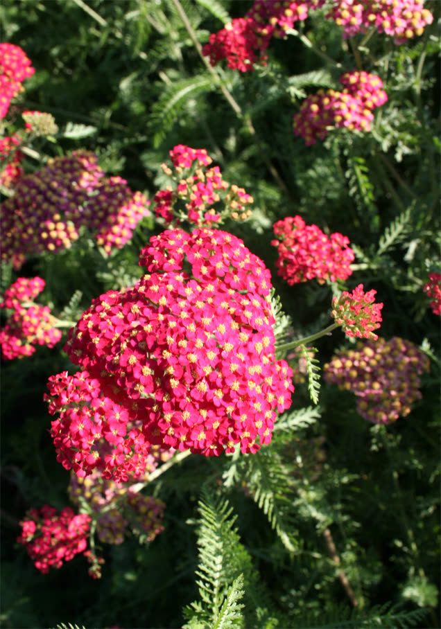 Schafgarbe 'Kirschkönigin'