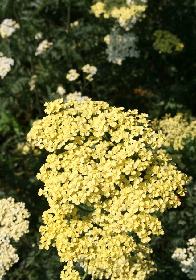 Teppich-Schafgarbe