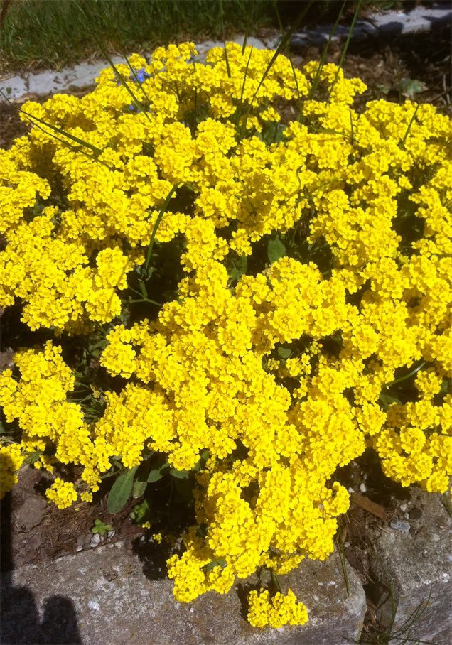 Felsen-Steinkraut 'Compactum Gold Bullet'