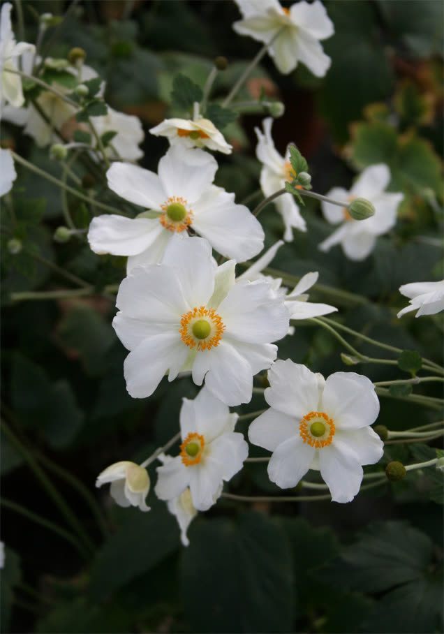 Herbst-Anemone 'Honorine Jobert'