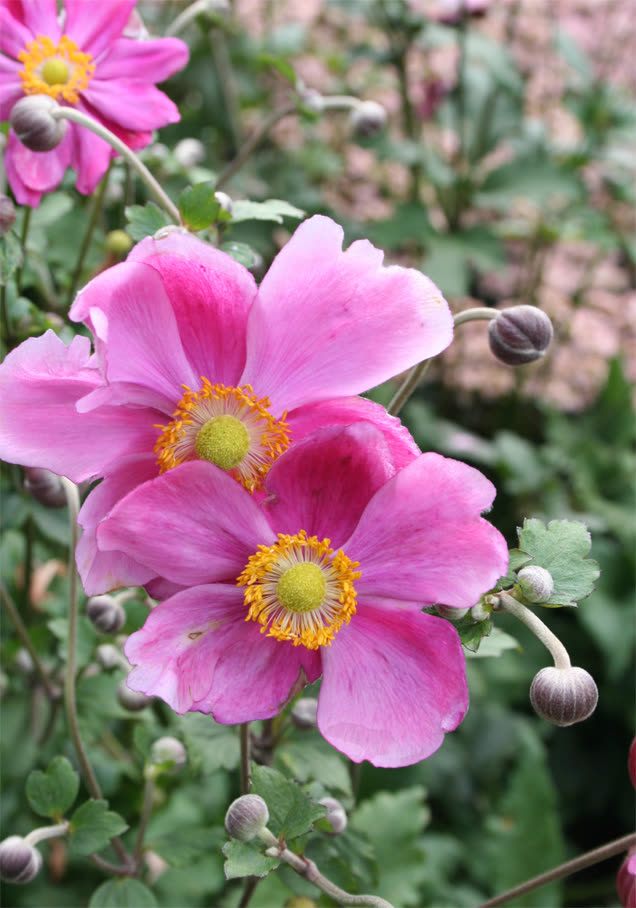 Herbst-Anemone 'Rosenschale'