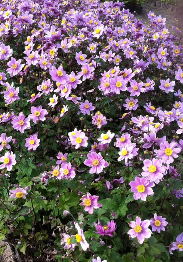 Herbst-Anemone 'Robustissima'