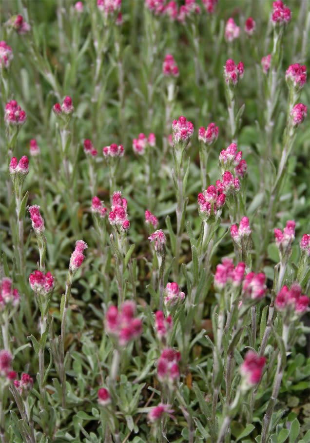 Katzenpfötchen 'Rubra'