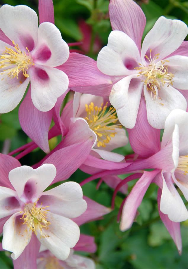 Akelei 'Spring Magic F1 Rose & White'