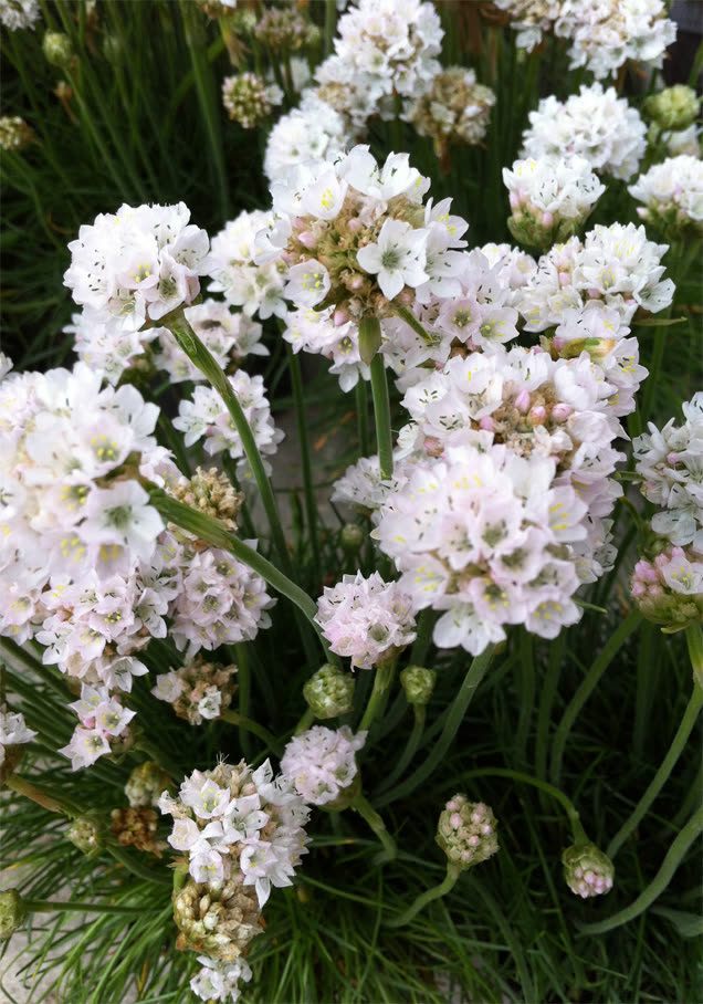 Weiße Grasnelke 'Alba'