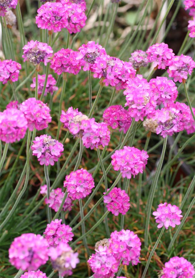 Grasnelke 'Splendens'
