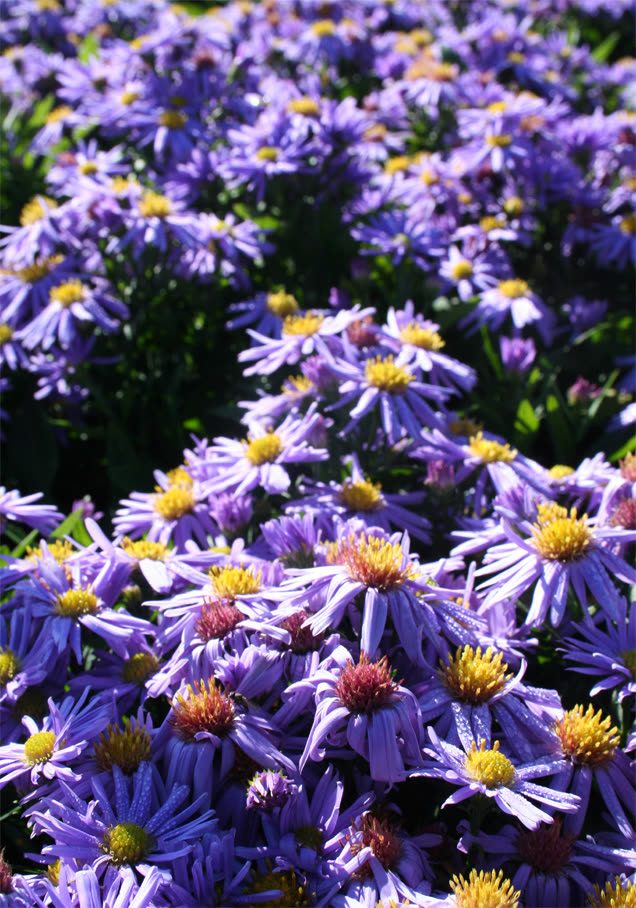 Kissen-Aster 'Prof. Kippenberg'