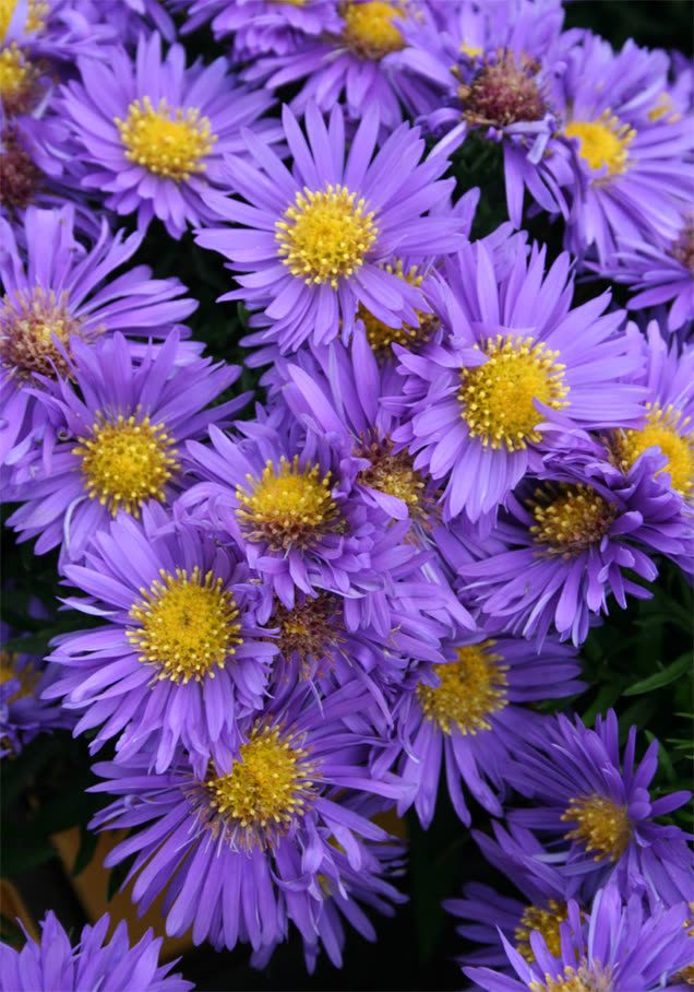 Glattblatt-Aster 'Dauerblau'