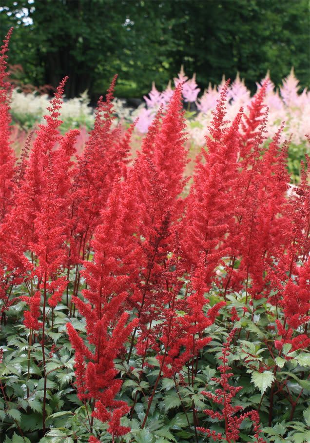 Prachtspiere 'Fanal'