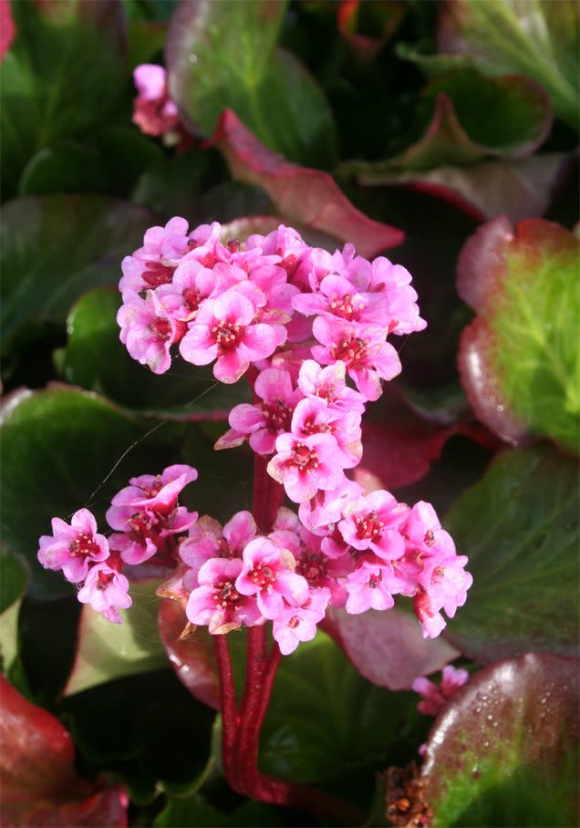 Bergenie 'Rotblum'