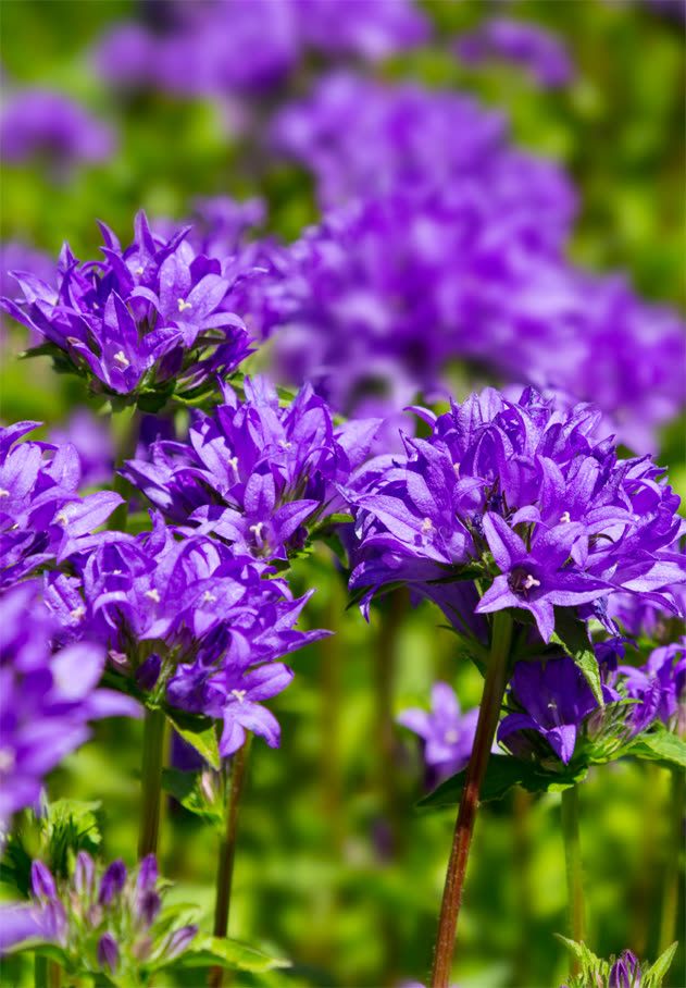 Knäuel-Glockenblume 'Acaulis'