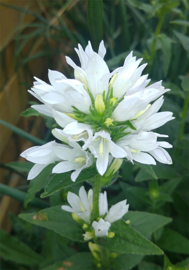 Weiße Knäuel-Glockenblume 'Alba'