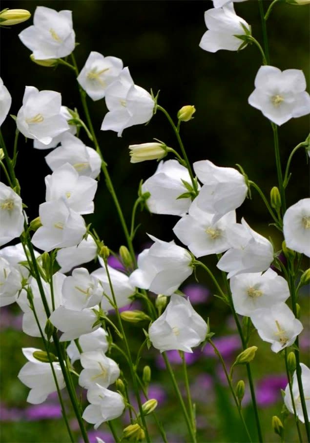 Pfirsichblättrige Glockenblume 'Grandiflora Alba'