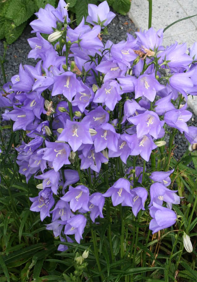Pfirsichblättrige Glockenblume 'Grandiflora Coerulea'