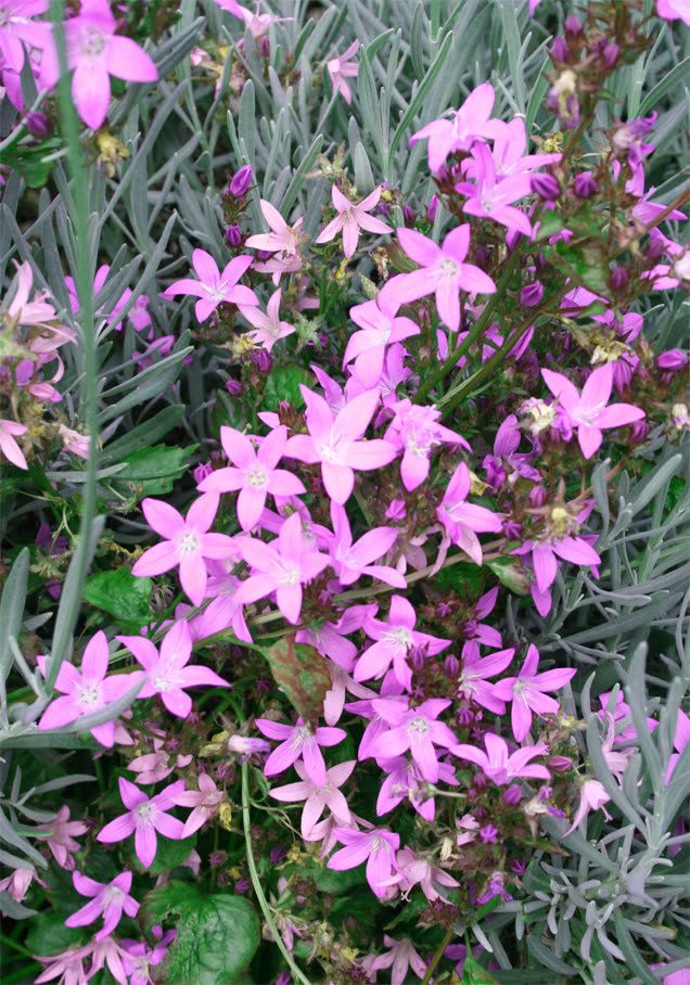 Hängepolster-Glockenblume 'Lisduggan'