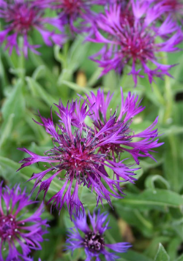 Berg-Flockenblume