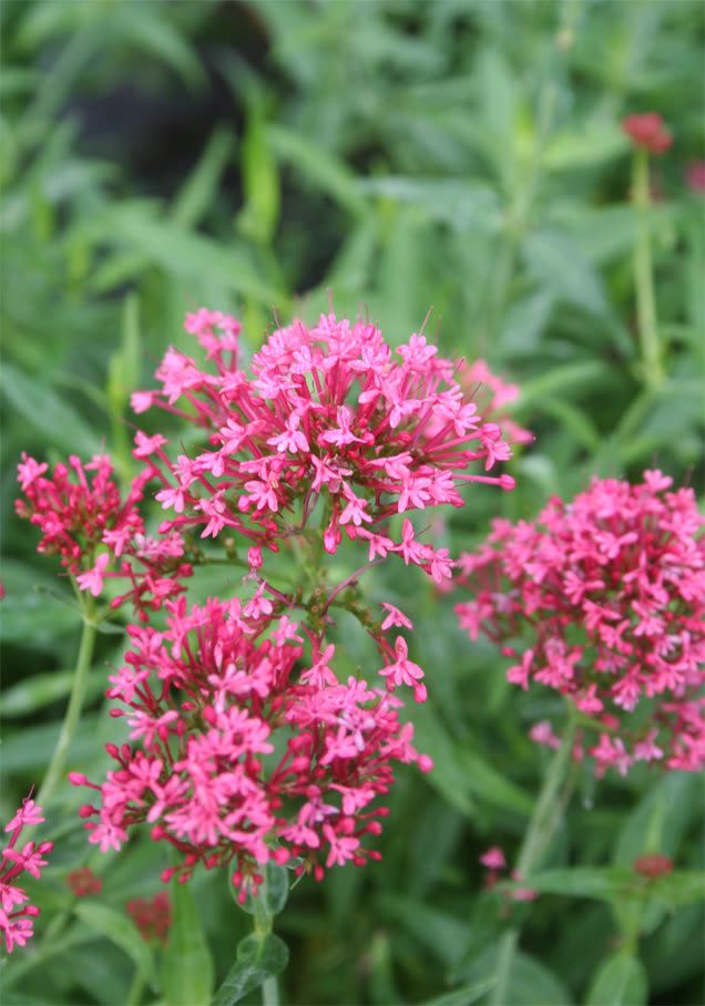 Rote Spornblume 'Coccineus'