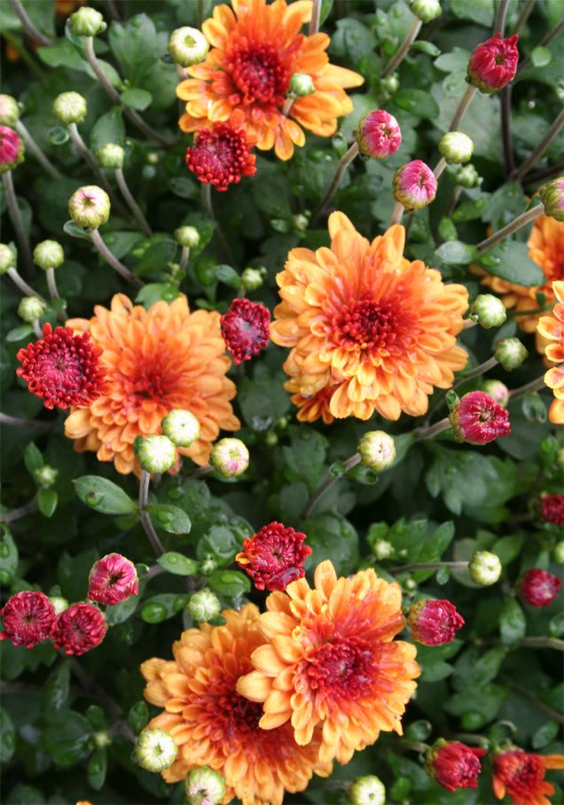 Herbst-Chrysantheme bronze