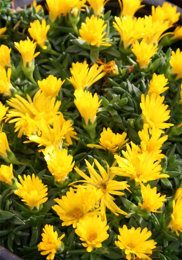 Mittagsblume 'Golden Nugget'