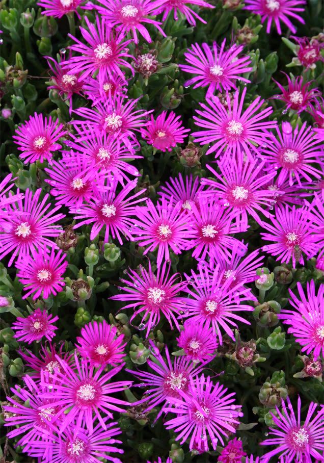 Mittagsblume