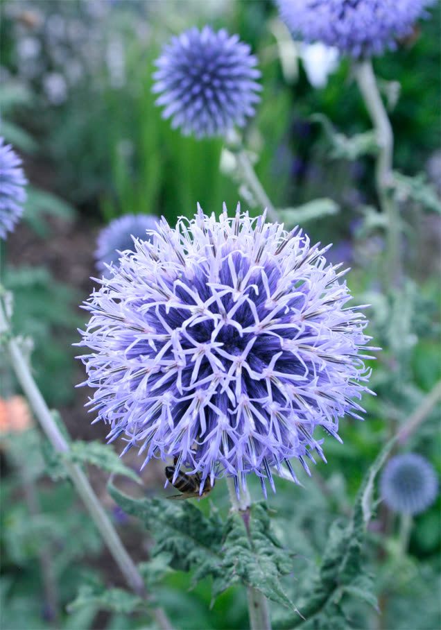 Kugeldistel