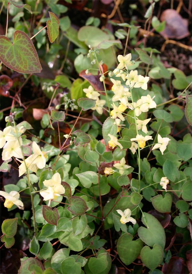 Elfenblume 'Frohnleiten'