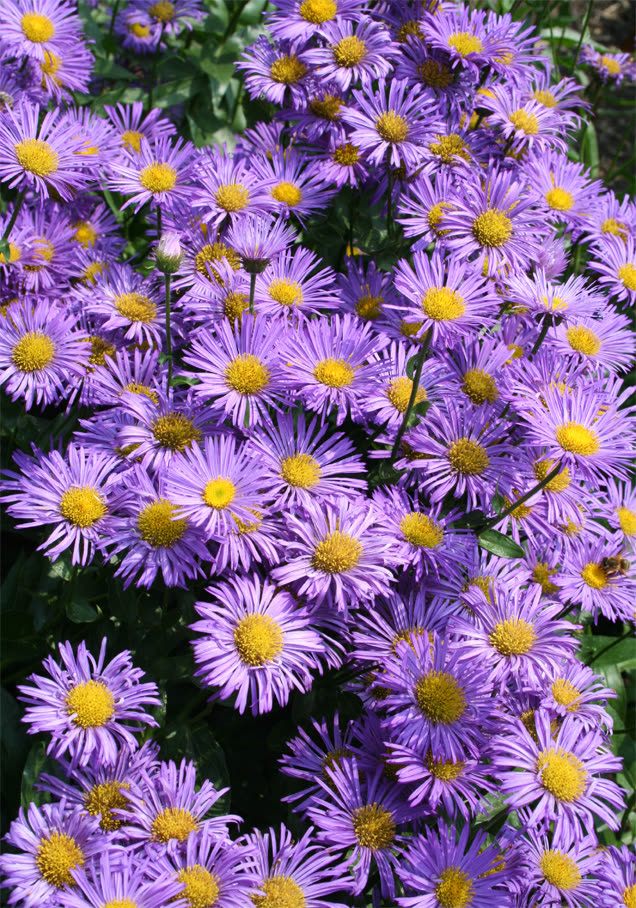 Feinstrahlaster 'Azure Beauty'