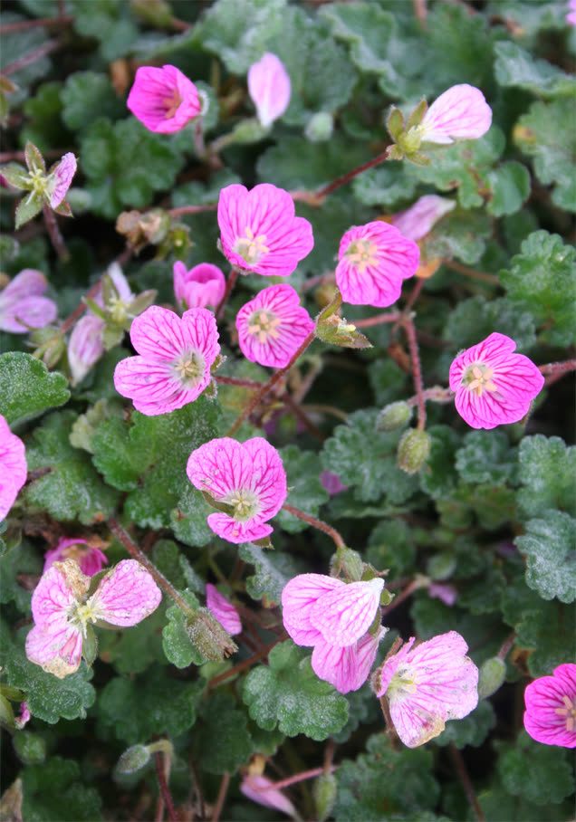 Reiherschnabel 'Bishop's Form'