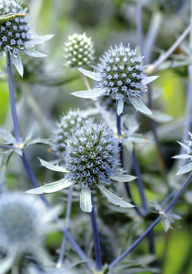 Flachblatt-Mannstreu 'Blue Hobbit'