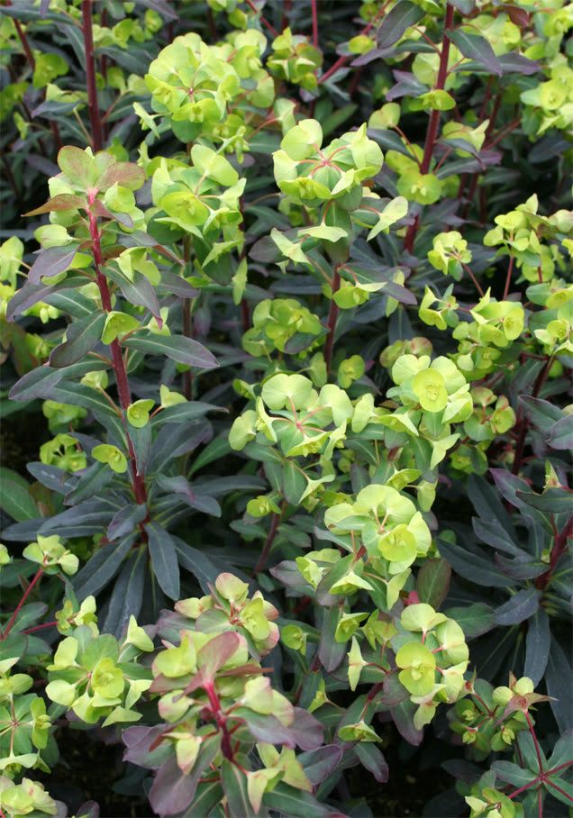 Mandelblättrige Wolfsmilch 'Purpurea'