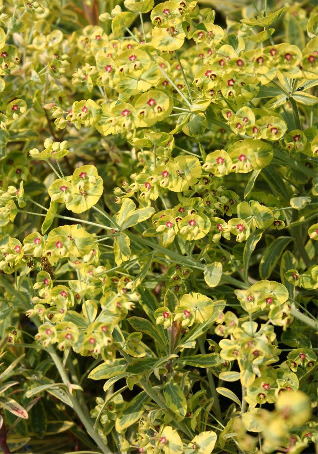 Wolfsmilch 'Ascot Rainbow'