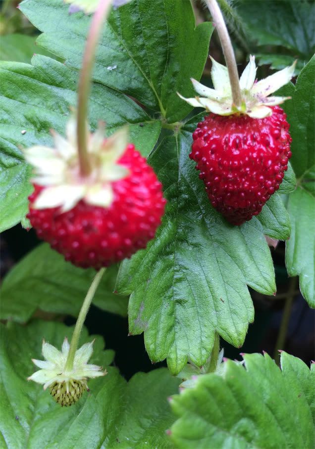 Monatserdbeere 'Alexandria'