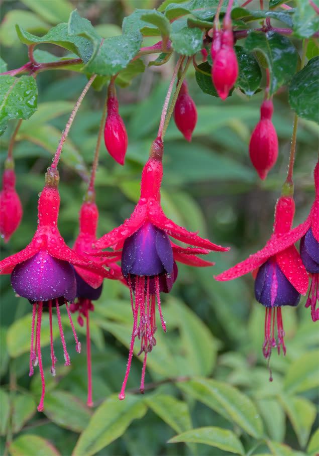 Scharlach-Fuchsie 'Tom Thumb'