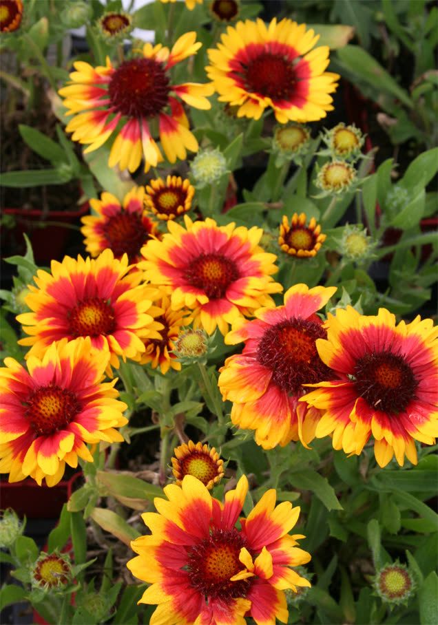 Kokardenblume 'Kobold'