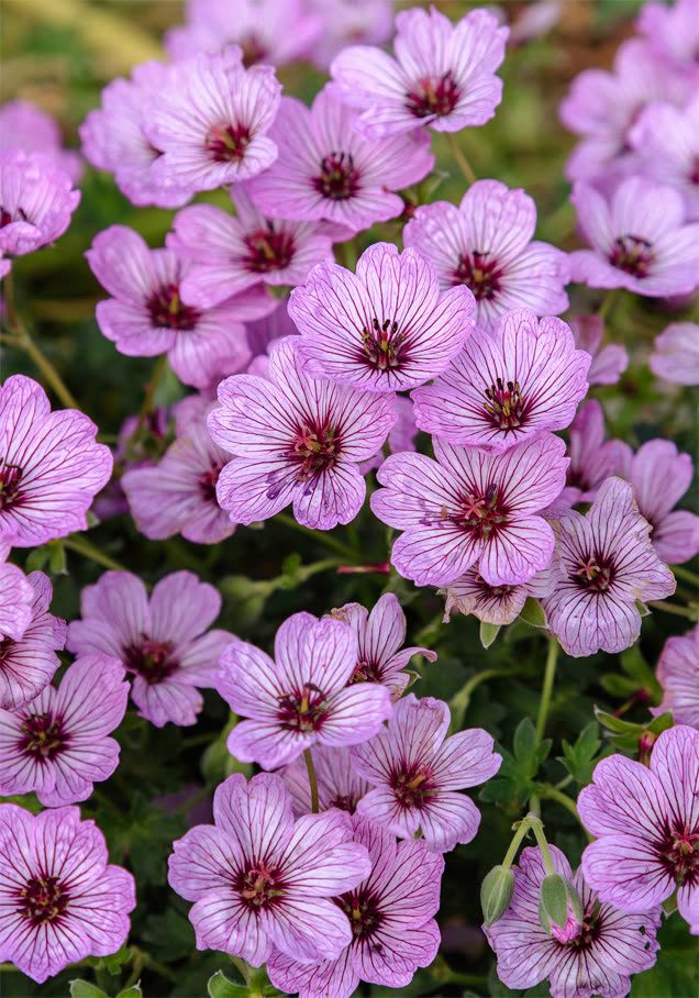 Aschgrauer Storchschnabel 'Ballerina'