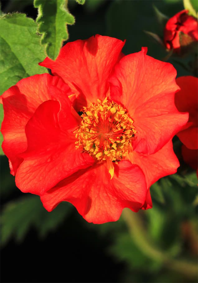 Nelkenwurz 'Feuerball'