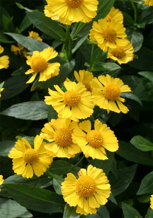 Sonnenbraut 'Helena Gold'