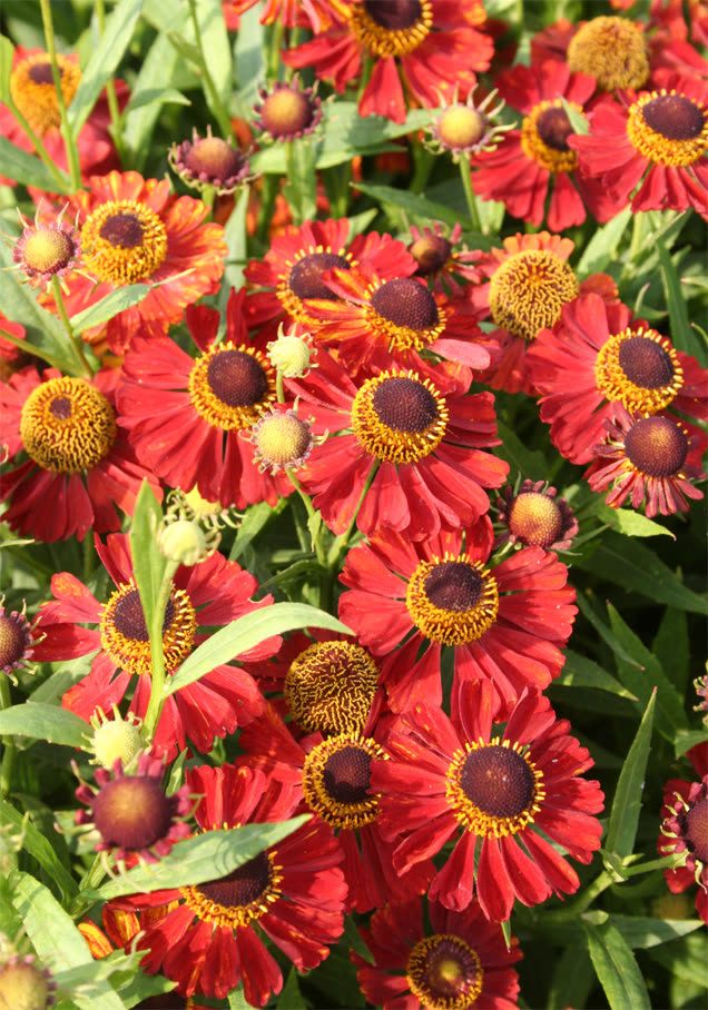 Sonnenbraut 'Red Shades'