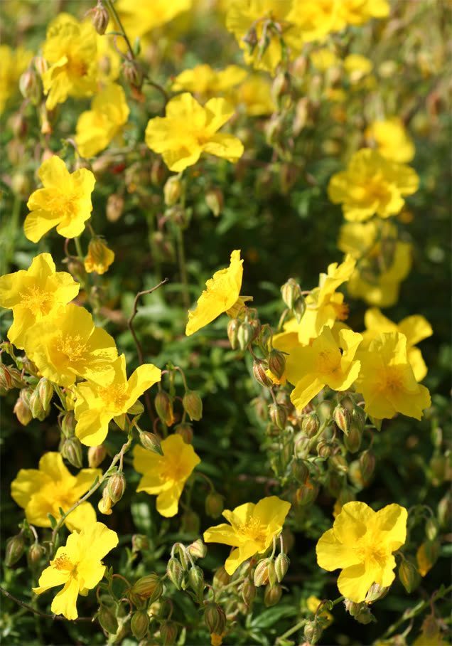 Sonnenröschen 'Sterntaler'