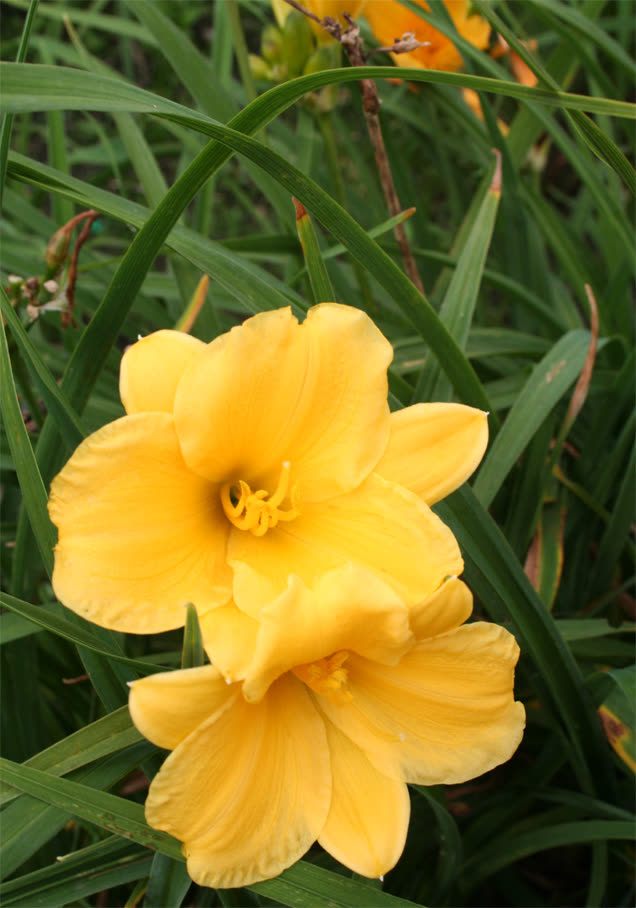 Taglilie 'Stella d'Oro'