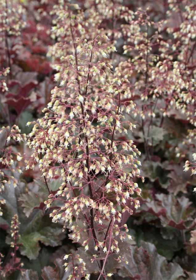 Purpurglöckchen 'Palace Purple'