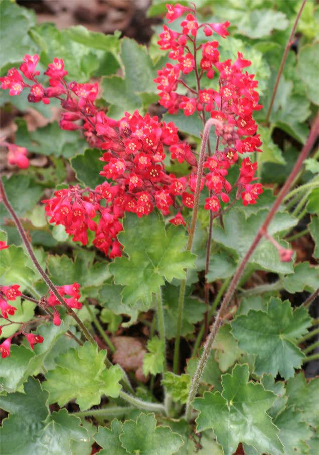 Purpurglöckchen 'Leuchtkäfer'