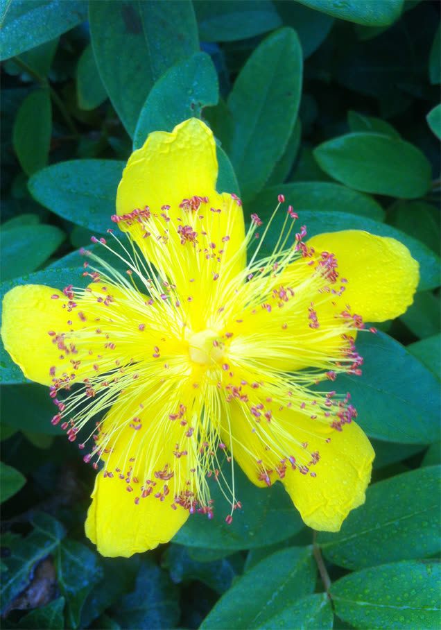 Großblumiges Johanniskraut