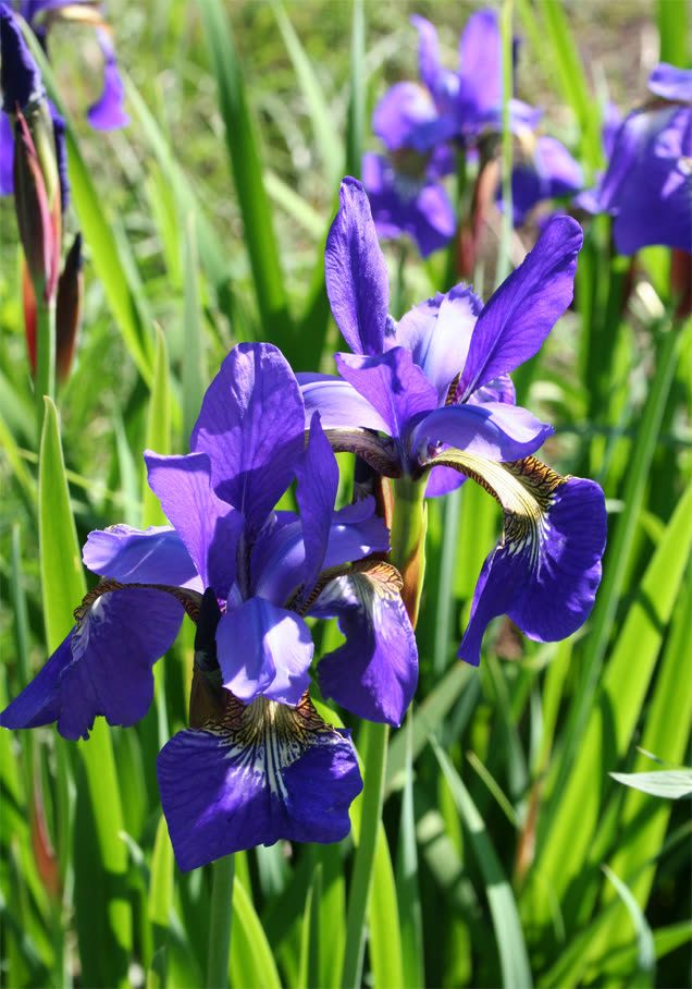 Sibirische Schwertlilie 'Caesars Brother'