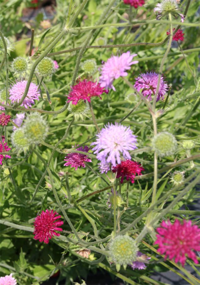 Mazedonische Witwenblume 'Melton Pastels'
