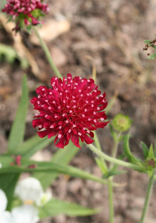 Mazedonische Witwenblume 'Red Knight'