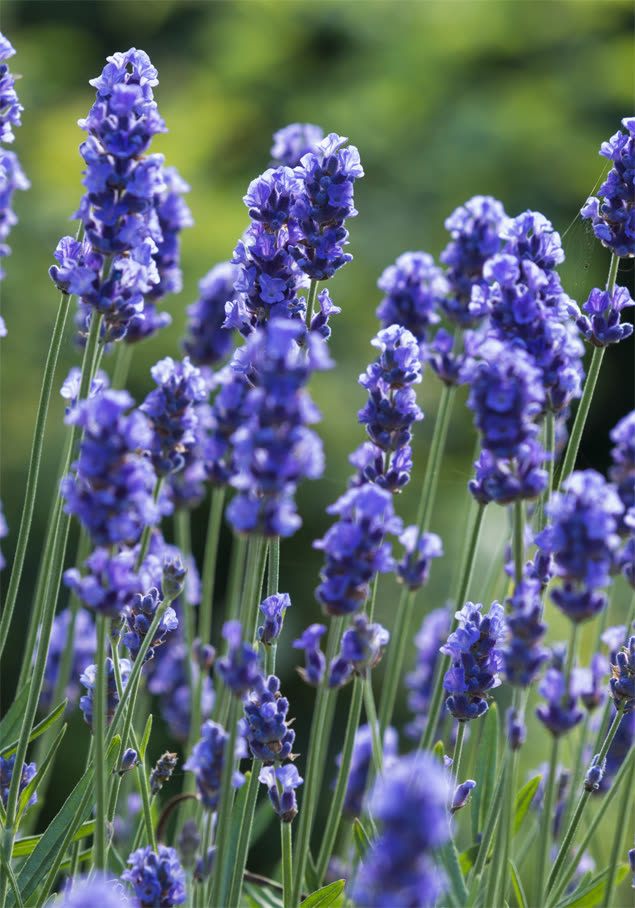Echter Lavendel 'Dwarf Blue'