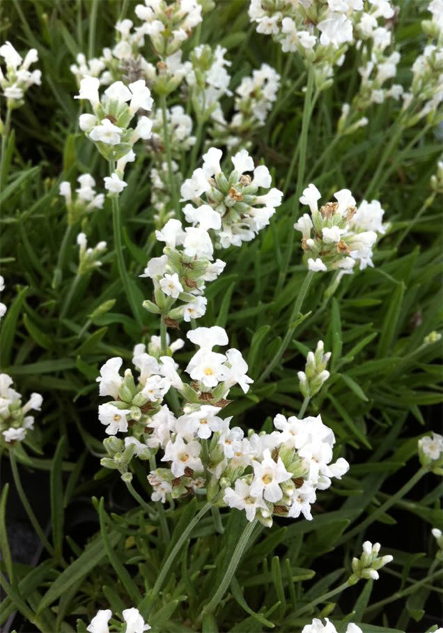 Weißer Lavendel 'Edelweiß'